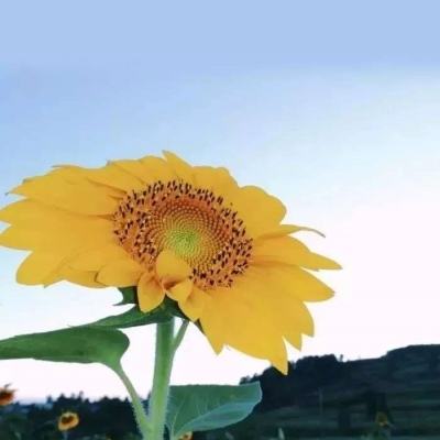 168体育官网登录