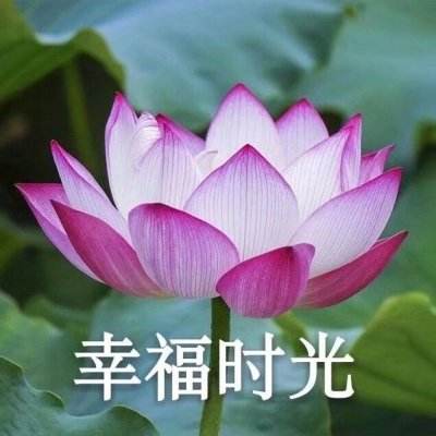 乐鱼体育体现