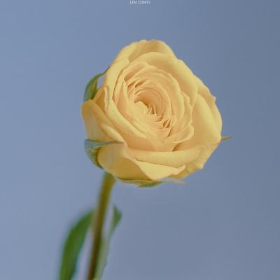 全球每10顶假发 6顶来自许昌