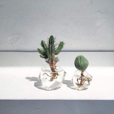 交易员加码押注美联储加息 认为年内行动概率超过50%